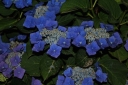 rośliny ozdobne -  Hortensja ogrodowa GEOFFREY CHANDBUND Hydrangea macrophylla C2/20cm *9