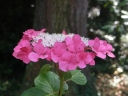 sadzonki - Hortensja ogrodowa GEOFFREY CHANDBUND Hydrangea macrophylla C2/20cm *9
