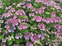 sklep ogrodniczy - Hortensja ogrodowa GEOFFREY CHANDBUND Hydrangea macrophylla C2/20cm *9