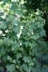 sklep ogrodniczy - Kitajbela winoroślowata  Kitaibelia vitifolia /P11 *T22