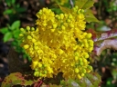 sklep ogrodniczy -  Mahonia x wagneri FIREFLAME C2/30-40cm *4