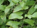 rośliny ozdobne -  Jeżyna Rubus ichangensis /P11 *30T
