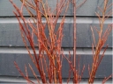 sklep ogrodniczy - Wierzba rozmarynowa Salix rosmarinifolia C2/30cm *K18