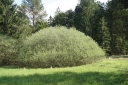 sadzonki - Wierzba rozmarynowa Salix rosmarinifolia C2/30cm *K18