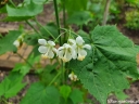 rośliny ozdobne -  Ślazowiec pensylwański Sida hermaphrodita /P9 *5