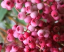 sadzonki -  Jarząb PINK PEARL Sorbus rockii C3/50-60cm *23K