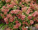 rośliny ozdobne -  Borówka himalajska Vaccinium moupinense /P9 *16
