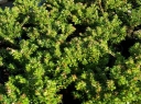 rośliny ozdobne - Borówka himalajska Vaccinium moupinense /P9 *16