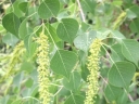 sadzonki - Samokrzyn łojodajny Sapium sebiferum syn.Triadica sebifera C2/30cm *T54