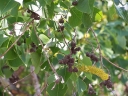 rośliny ogrodowe - Samokrzyn łojodajny Sapium sebiferum syn.Triadica sebifera C2/30cm *T54