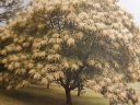 rośliny ogrodowe -  Sumak chiński Rhus chinensis C5/80-100cm *T50
