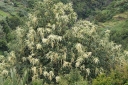 rośliny ogrodowe - Sumak chiński Rhus chinensis C5/80-100cm *T50