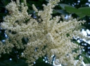 sklep ogrodniczy - Sumak chiński Rhus chinensis C5/80-100cm *T50