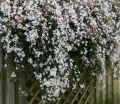 rośliny ogrodowe - Jaśmin Stefana Jasminum stephanense C2/60cm *K8