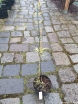 sklep ogrodniczy - Jaśmin Stefana Jasminum stephanense C2/60cm *K8