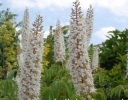 rośliny ogrodowe -  Kasztanowiec kalifornijski BLUE HAZE Aesculus californica /C2 *13