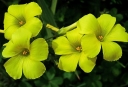 rośliny ogrodowe - Szczawik bulwiasty Oxalis tuberosa /P9 *10