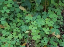 rośliny ogrodowe - Szczawik bulwiasty Oxalis tuberosa /P9 *10