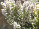 sklep ogrodniczy -  Wrzosiec drzewiasty ALBERT'S GOLD Erica arborea C2/20-40cm *K10