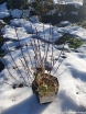 sklep ogrodniczy - Enkiant dzwonkowaty PRETTY COAT ('JWW10') Enkianthus campanulatus C3/30-40cm *K19