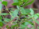 rośliny ozdobne -  Vaccinium arboreum Drzewo borówkowe, Borówka drzewiasta/P9 *10