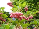 rośliny ozdobne -  Enkiant dzwonkowaty VICTORIA Enkianthus campanulatus C5/120cm *PACZ