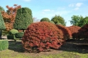 sklep ogrodniczy - Enkiant dzwonkowaty VICTORIA Enkianthus campanulatus C5/120cm *PACZ