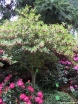 sadzonki - Enkiant dzwonkowaty VICTORIA Enkianthus campanulatus C5/120cm *PACZ