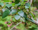 rośliny ozdobne - Vallea stipularis C3/60-80cm *TL
