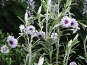 rośliny ozdobne -  Olearia HENRY TRAVERS C3/40cm