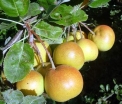 rośliny ogrodowe -  Jarzębogrusza uszkowata SHIPOVA (Sorbopyrus auricularis) C3/40cm