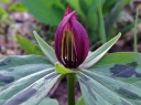 sklep ogrodniczy -  Trójlist siedzący Trillium sessile /P9 *K14