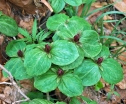 sadzonki - Trójlist siedzący Trillium sessile /P9 *K14