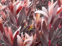 rośliny ogrodowe - Leucadendron laureolum BURGUNDY SUNSET C4/60-80cm *10