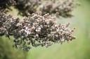 rośliny ogrodowe - Manuka SILVER SHEEN in.Drzewko herbaciane Leptospermum lanigerum C7,5/60cm *K5