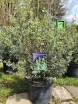 sklep ogrodniczy - Manuka SILVER SHEEN in.Drzewko herbaciane Leptospermum lanigerum C7,5/60cm *K5