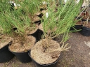 rośliny ogrodowe - Fabiana imbricata VIOLACEA zw. Wrzos chilijski /C3 *10