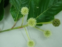 rośliny ogrodowe  Camptotheca acuminata zw.Drzewo na raka, Drzewo życia C2/30-50cm *G