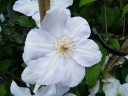 rośliny ogrodowe - Powojnik wielkokwiatowy Jerzy Popiełuszko (Clematis Jerzy Popiełuszko)