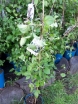 rośliny ozdobne - Powojnik wielkokwiatowy Jerzy Popiełuszko (Clematis Jerzy Popiełuszko)