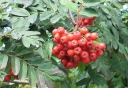 rośliny ozdobne -  Jarząb pospolity odm. Konzentra (Sorbus aucuparia var. Konzentra)