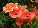 sadzonki -  Milin wielkokwiatowy Campsis grandiflora C2/60cm *K8