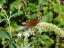 sadzonki - Budleja azjatycka Buddleja asiatica /C3