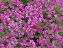 rośliny ozdobne -  Gęsiówka kaukaska LITTLE TREASURE DEEP ROSE Arabis caucasica /C1,5 *2