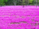 rośliny ozdobne - Gęsiówka kaukaska LITTLE TREASURE DEEP ROSE Arabis caucasica /C1,5 *2