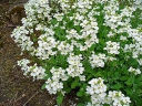 sadzonki -  Gęsiówka kaukaska PIXIE CREAM Arabis caucasica /C1,5 *7F
