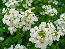 rośliny ogrodowe - Gęsiówka kaukaska PIXIE CREAM Arabis caucasica /C1,5 *7F