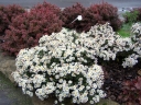 sklep ogrodniczy - Aster alpejski ALBUS Aster alpinus /C2 *2