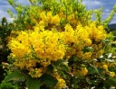 rośliny ozdobne -  Mahonia zimozielona Mahonia aquifolium /C2 *K4