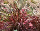 rośliny ozdobne -  Pennisetum x advena RUBRUM /C2